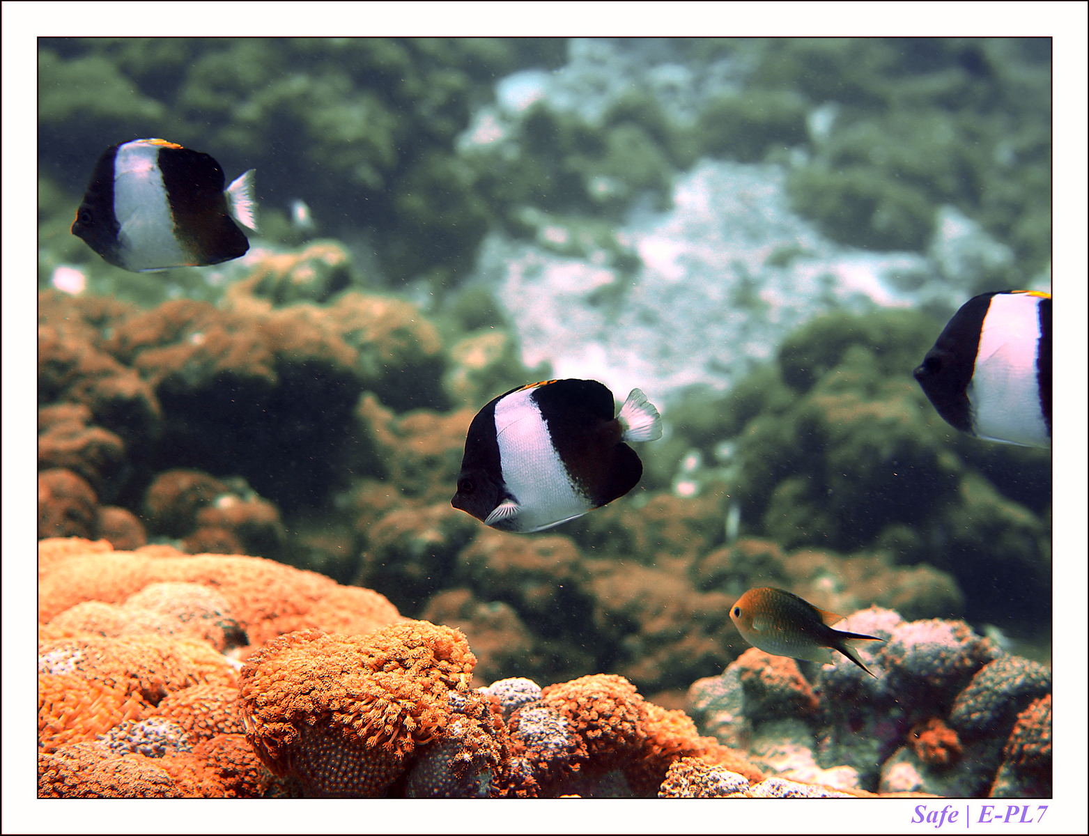 2019 - 07 - Snorkeling maldives - 03